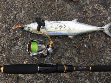 タチウオからのサゴシ